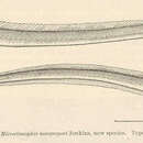 Image of Fringelip snake-eel