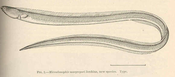 Image of Cirrhimuraena