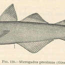 Sivun Microgadus proximus (Girard 1854) kuva