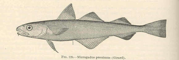 Image of Microgadus