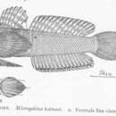 Plancia ëd Microgobius thalassinus (Jordan & Gilbert 1883)