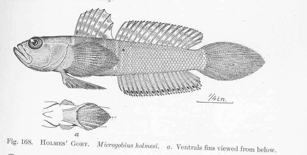Image of Microgobius