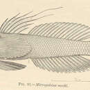 Image of Microgobius meeki Evermann & Marsh 1899