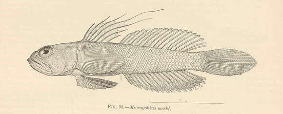 صورة Microgobius