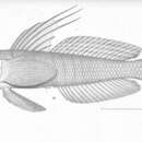 Image of Miraflores goby