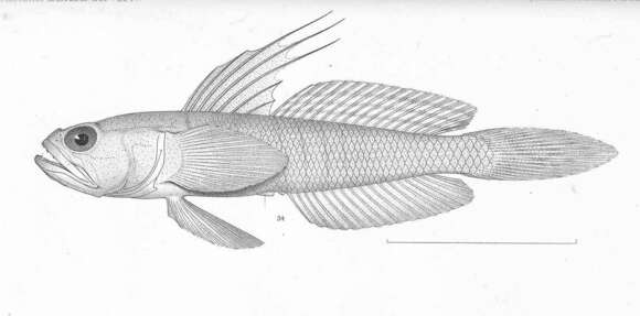 صورة Microgobius