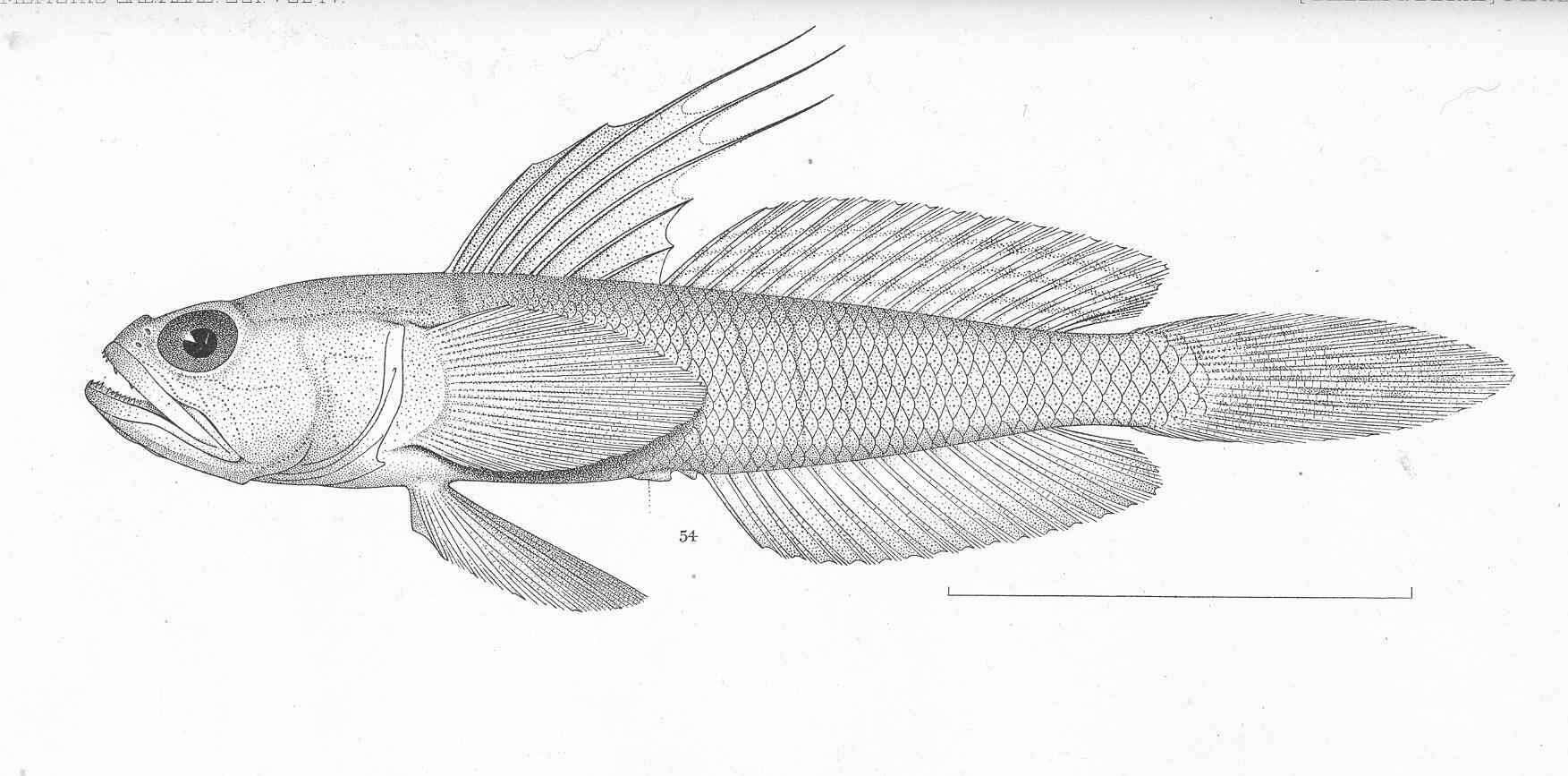 Image of Microgobius