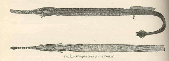 Plancia ëd Microphis