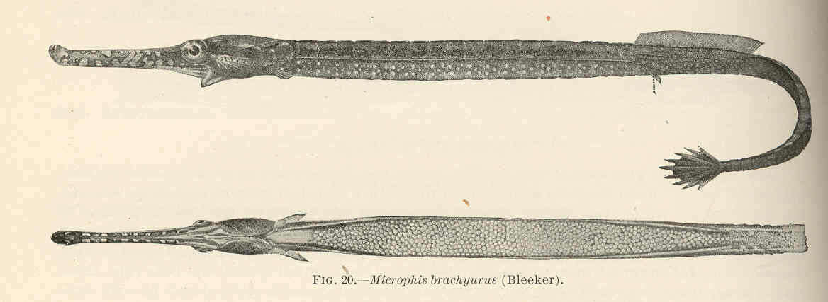 Image of Microphis