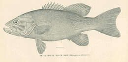 Image of Micropterus