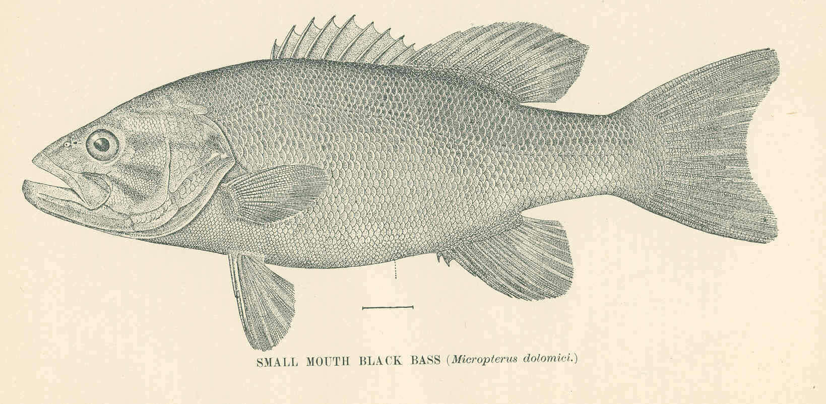 Image of Micropterus