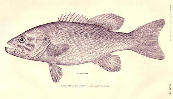 Micropterus resmi