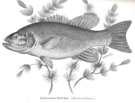 Image of black bass