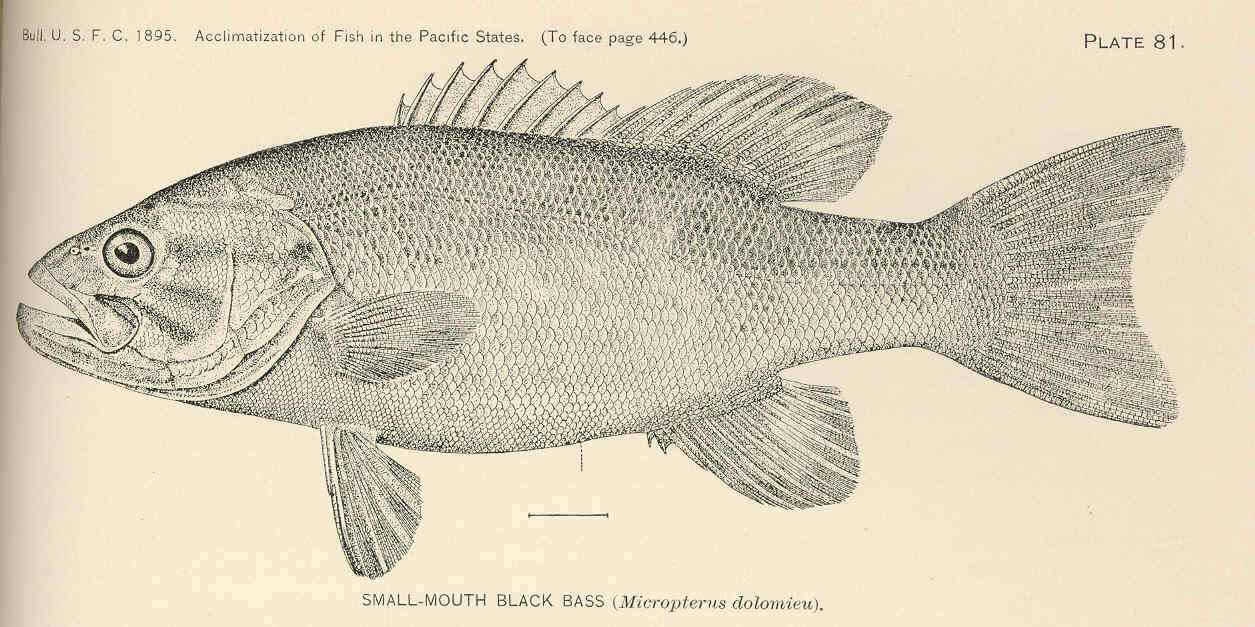 Image of black bass