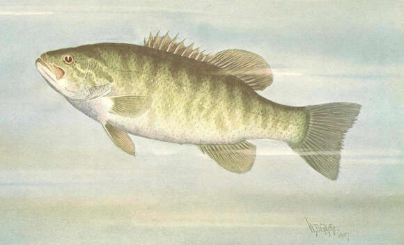 Micropterus resmi