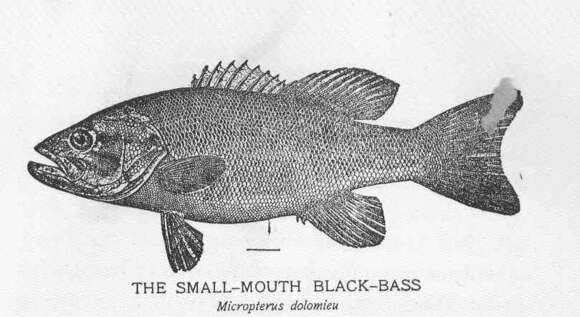 Image of black bass