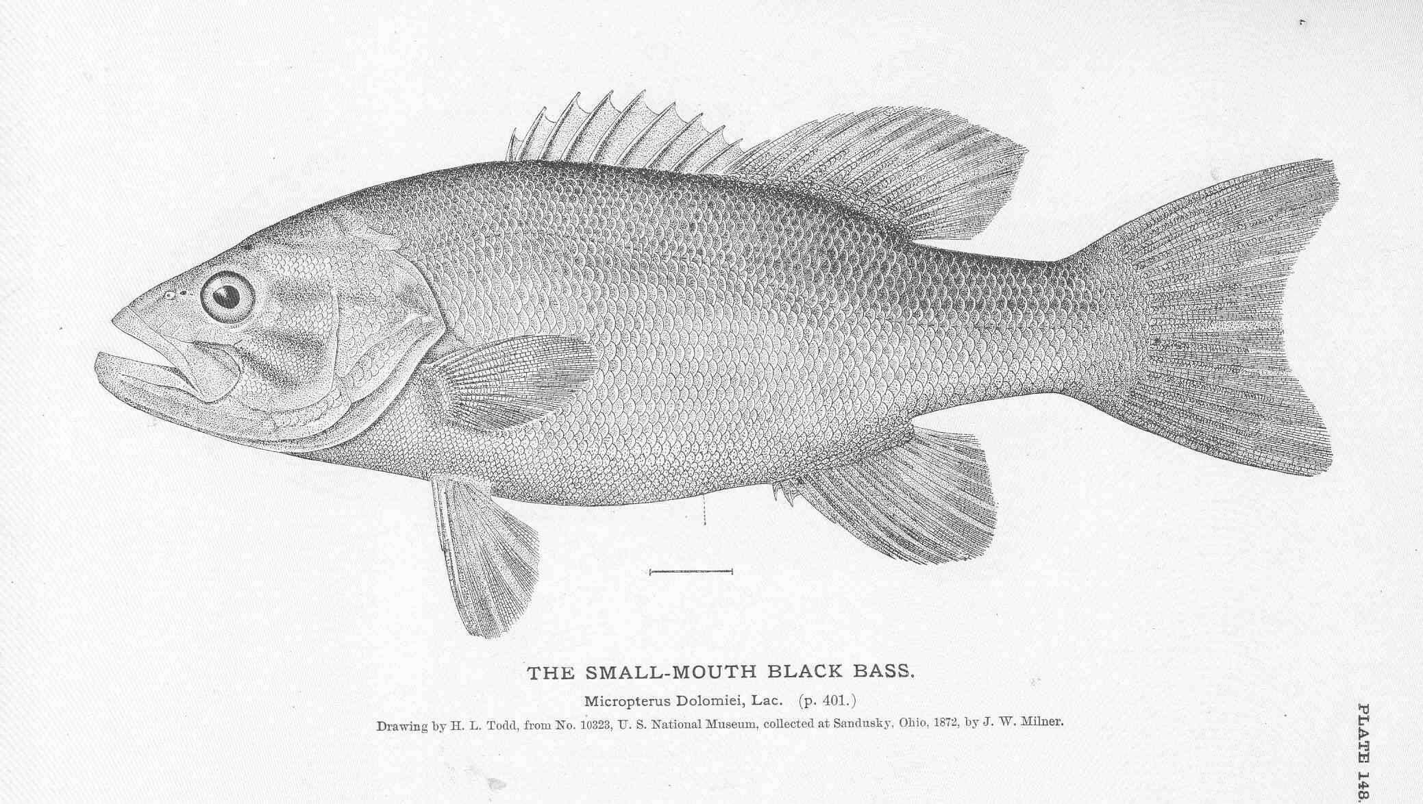 Image of black bass