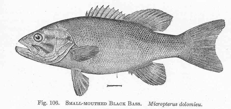 Image of black bass