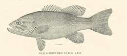 Image of black bass