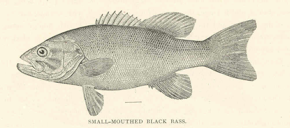 Image de Micropterus