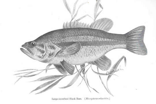 Image of black bass