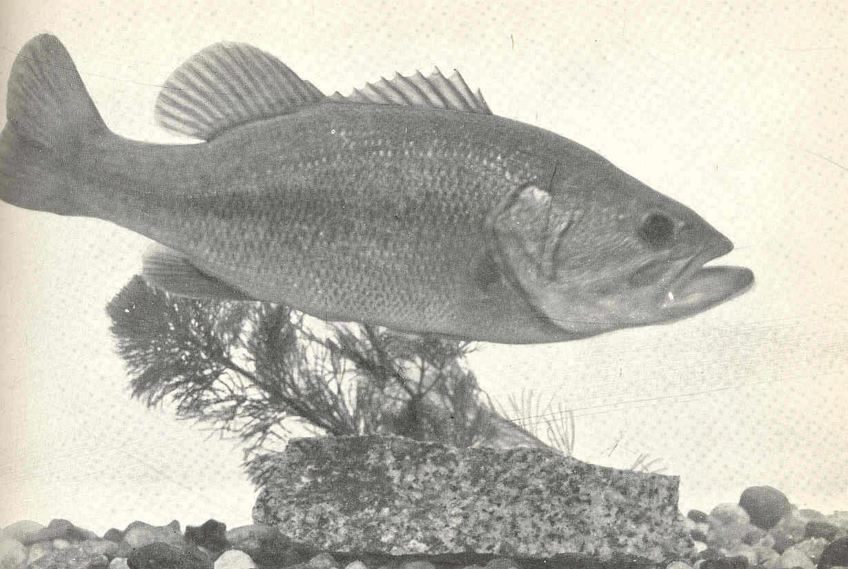 Image of black bass