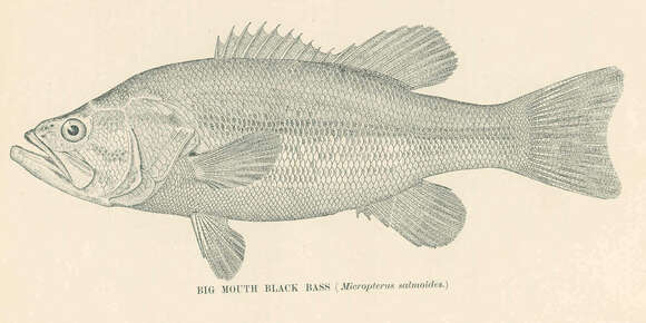 Image of black bass