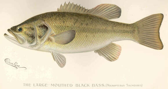 Image of black bass