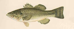 Image of black bass