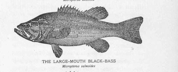 Image of black bass