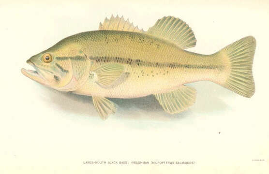 Image of black bass