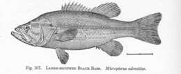 Image of black bass