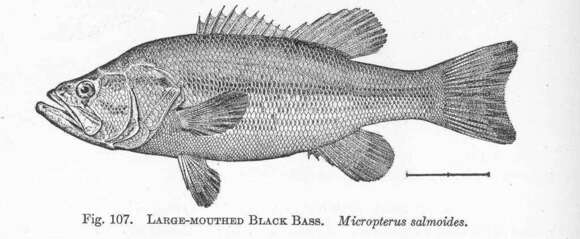 Image of black bass