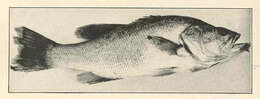 Image of black bass