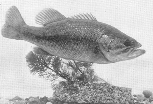 Image of black bass