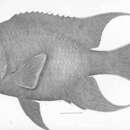 Imagem de Microspathodon dorsalis (Gill 1862)