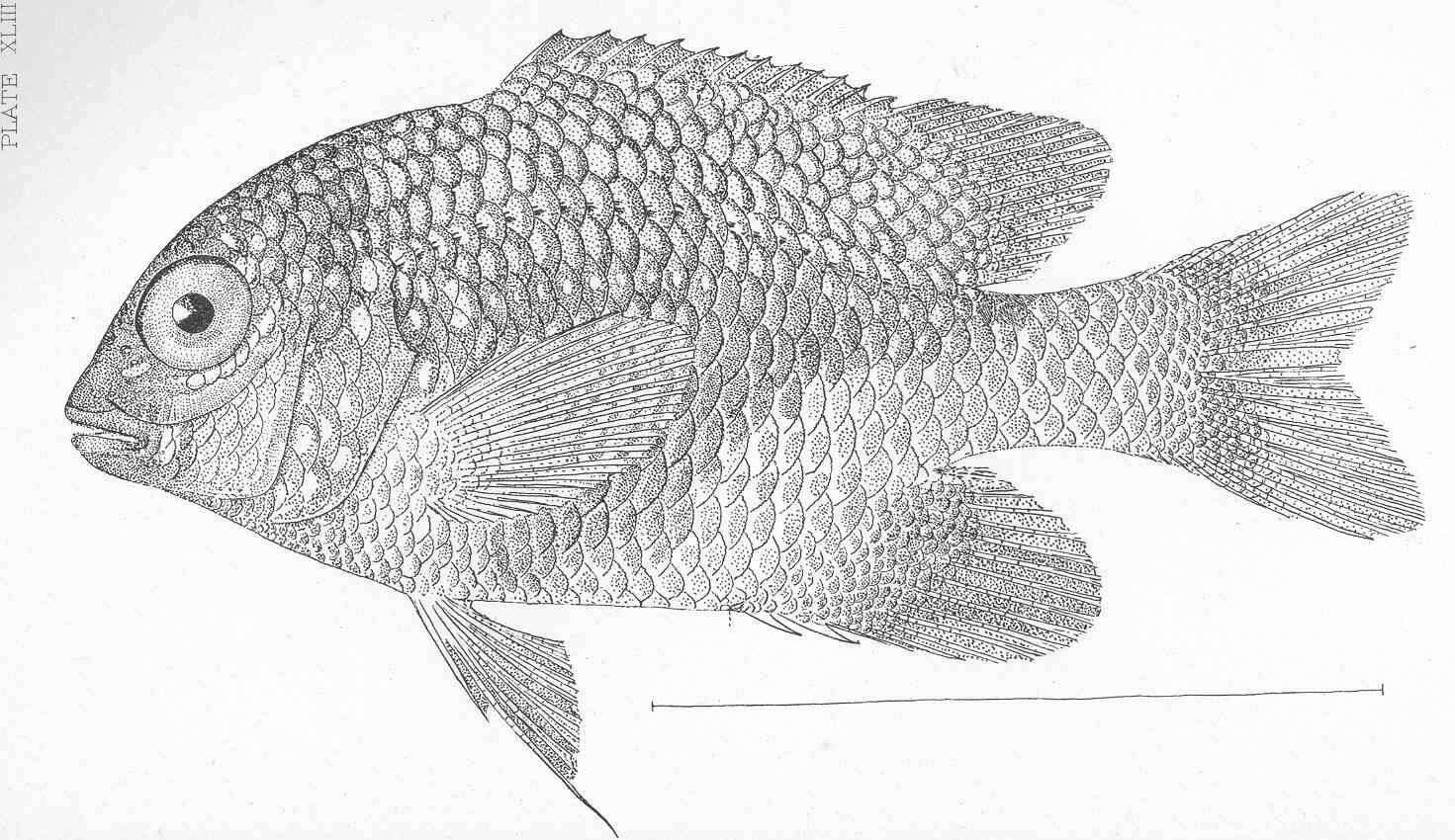 Image of Microspathodon