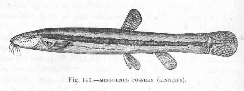 Image of Misgurnus