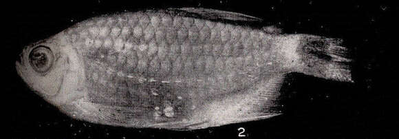 Image of tetras