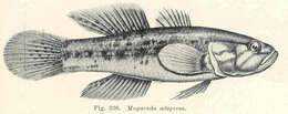 Image of Mogurnda