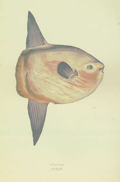 Image of Mola