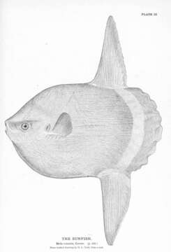 Image of Mola