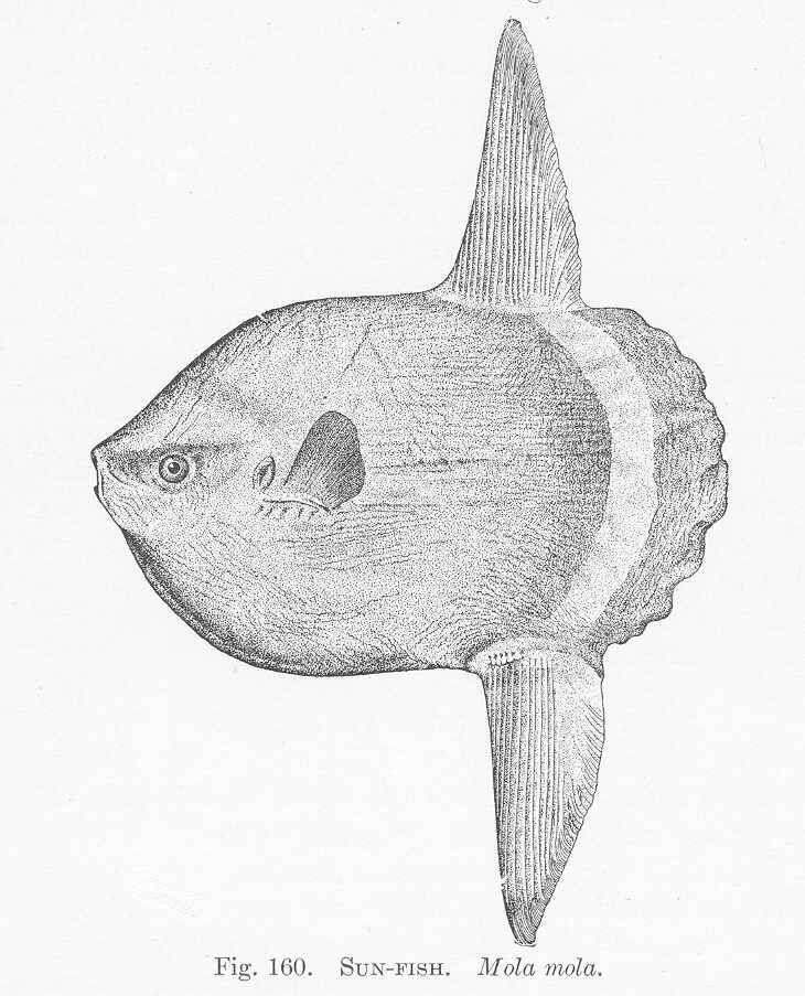 Image of Mola