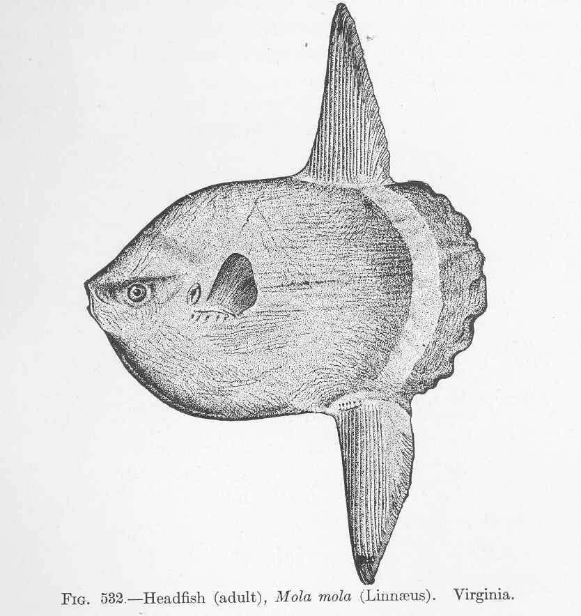 Image of Mola