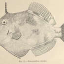 Image of Fringed Filefish