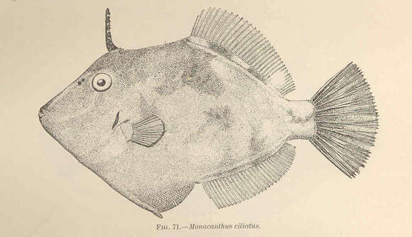 Image of Monacanthus
