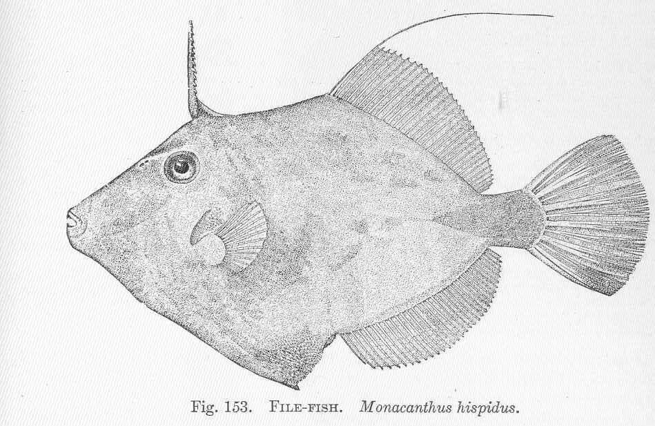 Image of Stephanolepis