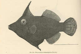 Image of Monacanthus