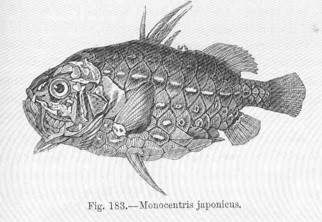 Image of Monocentris