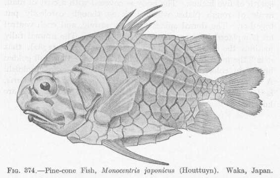 Image of Monocentris